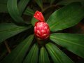 Costus spiralis - plante vivace exotique mi-ombre 0.8m 1m